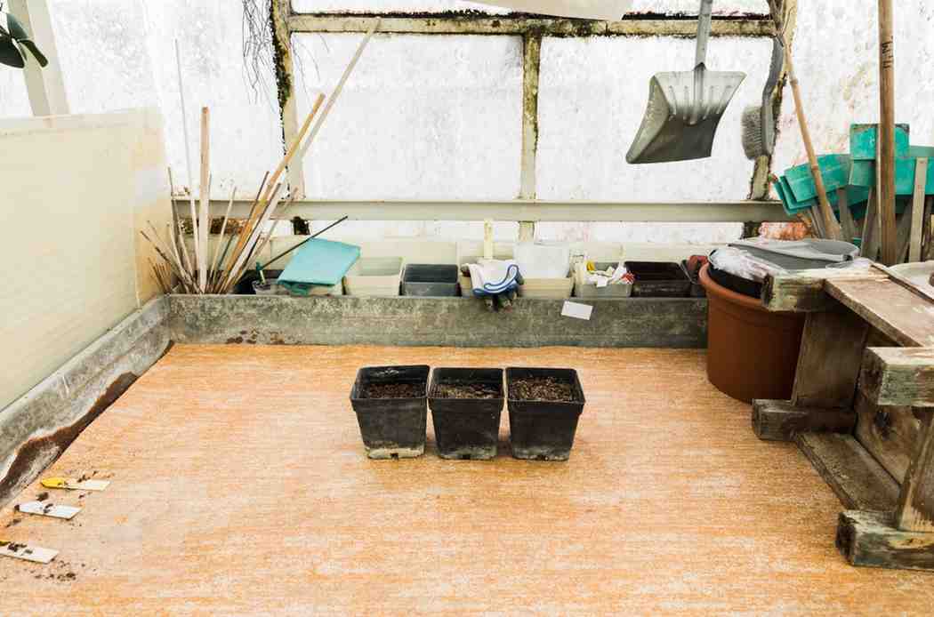 Basement and Attic Mold Cleanup Services
